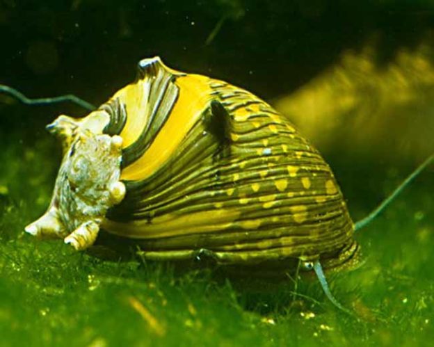 Algenfressende Schnecken - Nützliche Helfer im Aquarium